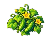 Dew Cucumber